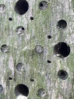 Nisthilfe Bienenhotel Bee's Inn 8 Nisthilfe Bienenhotel Bee's Inn -Optimal Einrichtungs Geschäft nisthilfe bienenhotel bees inn 3