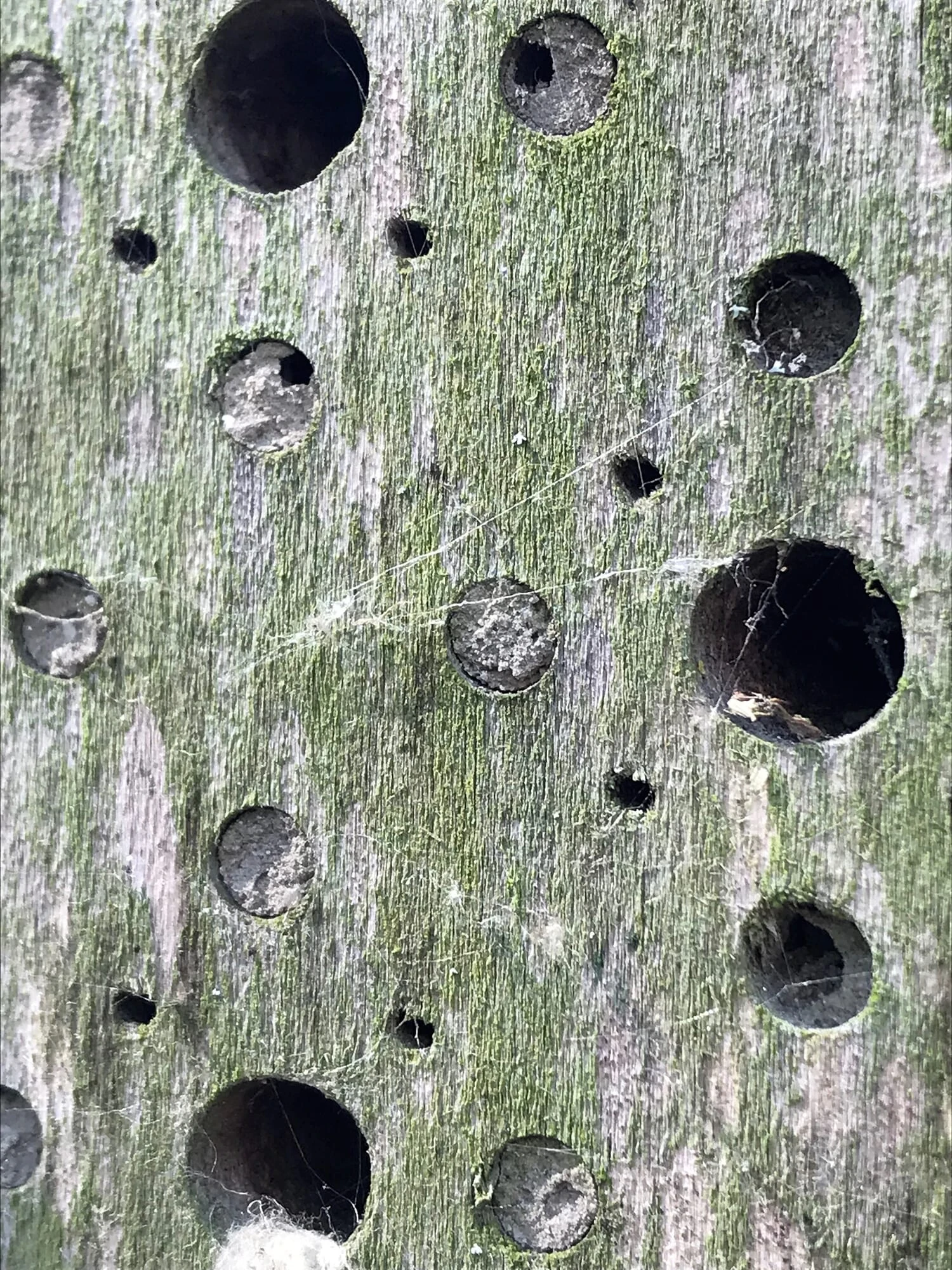 Nisthilfe Bienenhotel Bee's Inn 4 Nisthilfe Bienenhotel Bee's Inn – Bild 4