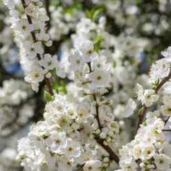 Obstgehölz 'Mirabelle Von Metz' 6 Obstgehölz 'Mirabelle Von Metz' -Optimal Einrichtungs Geschäft obstgehoelz mirabelle metz 2