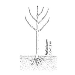 Obstgehölz 'Mirabelle Von Metz' 7 Obstgehölz 'Mirabelle Von Metz' -Optimal Einrichtungs Geschäft obstgehoelz mirabelle metz 3