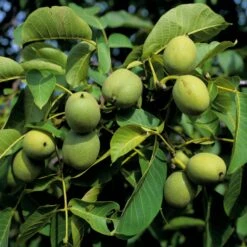 Obstgehölz Walnuss 'Rote Donaunuss' -Optimal Einrichtungs Geschäft obstgehoelz walnuss rote donaunuss 2