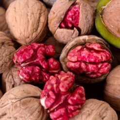 Obstgehölz Walnuss 'Rote Donaunuss'