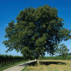 Obstgehölz Walnuss 'Rote Donaunuss' -Optimal Einrichtungs Geschäft obstgehoelz walnuss rote donaunuss 3