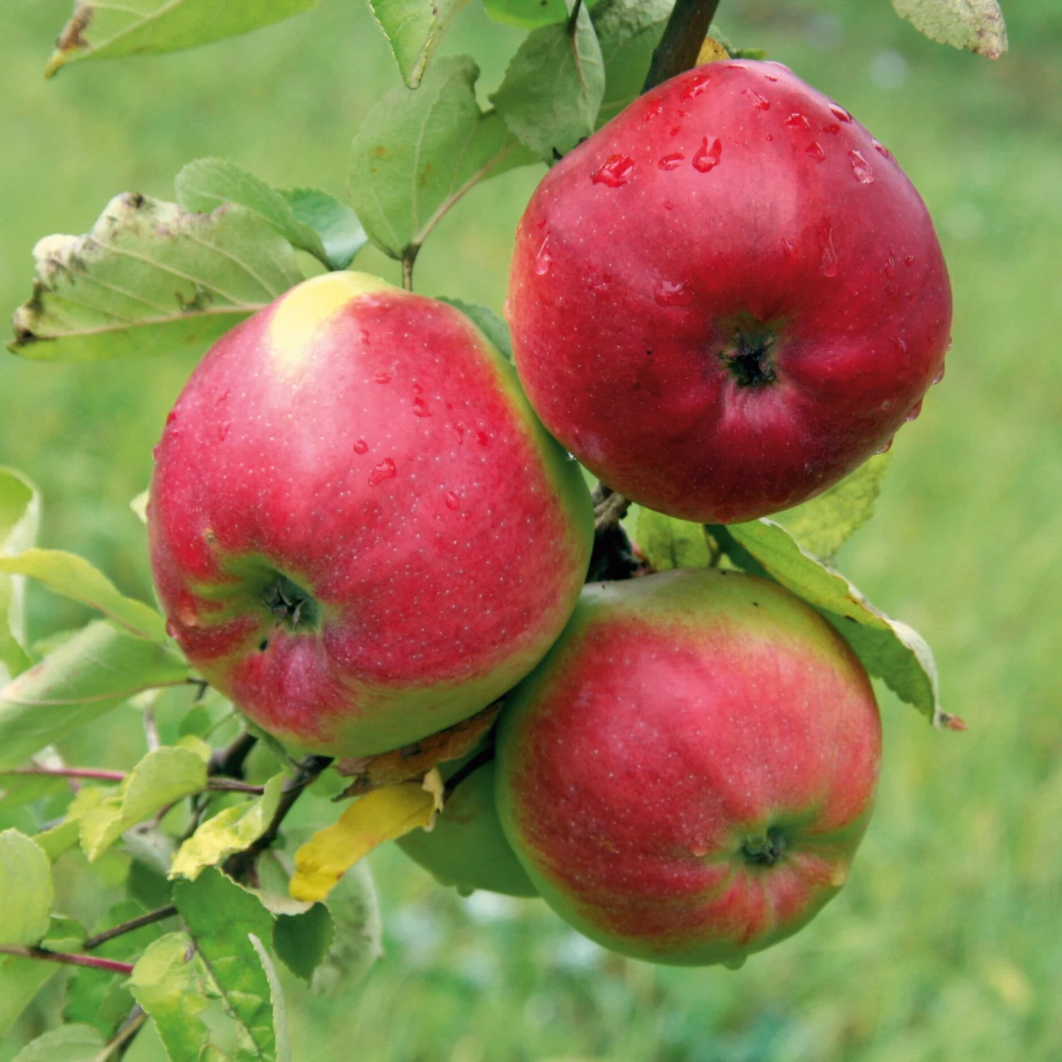Obstgehölz Winterapfel 'Winterrambur', Halbstamm 2 Obstgehölz Winterapfel 'Winterrambur', Halbstamm – Bild 2