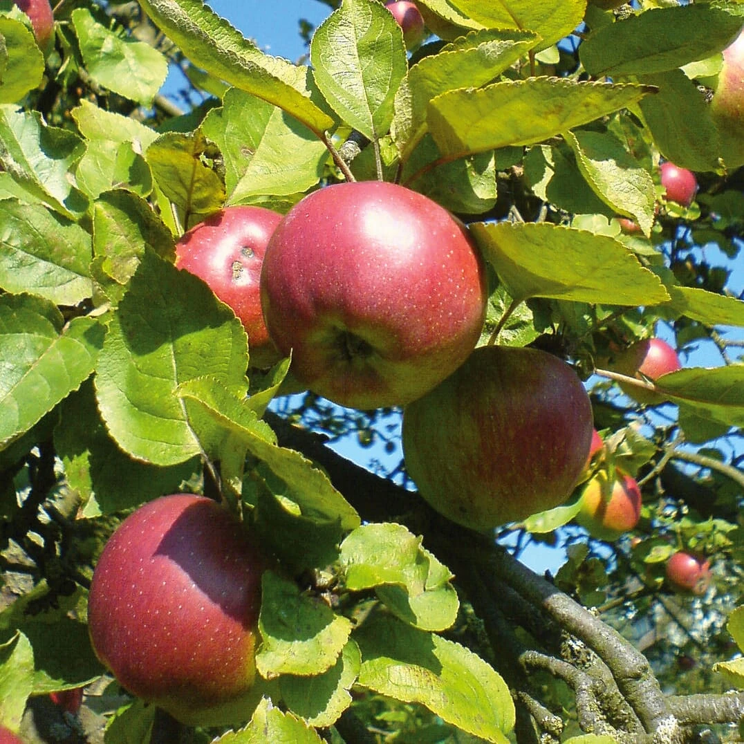 Obstgehölz Winterapfel 'Winterrambur', Halbstamm 3 Obstgehölz Winterapfel 'Winterrambur', Halbstamm – Bild 3