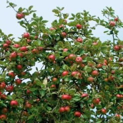 Obstgehölz Winterapfel 'Winterrambur', Halbstamm 8 Obstgehölz Winterapfel 'Winterrambur', Halbstamm -Optimal Einrichtungs Geschäft obstgehoelz winterapfel winterrambur 3