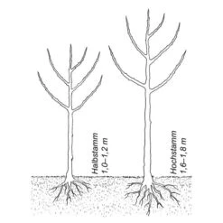 Obstgehölz Winterapfel 'Winterrambur', Halbstamm 9 Obstgehölz Winterapfel 'Winterrambur', Halbstamm -Optimal Einrichtungs Geschäft obstgehoelz winterapfel winterrambur 4