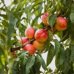 Obstgehölz Zwergnektarine 'Redgold'