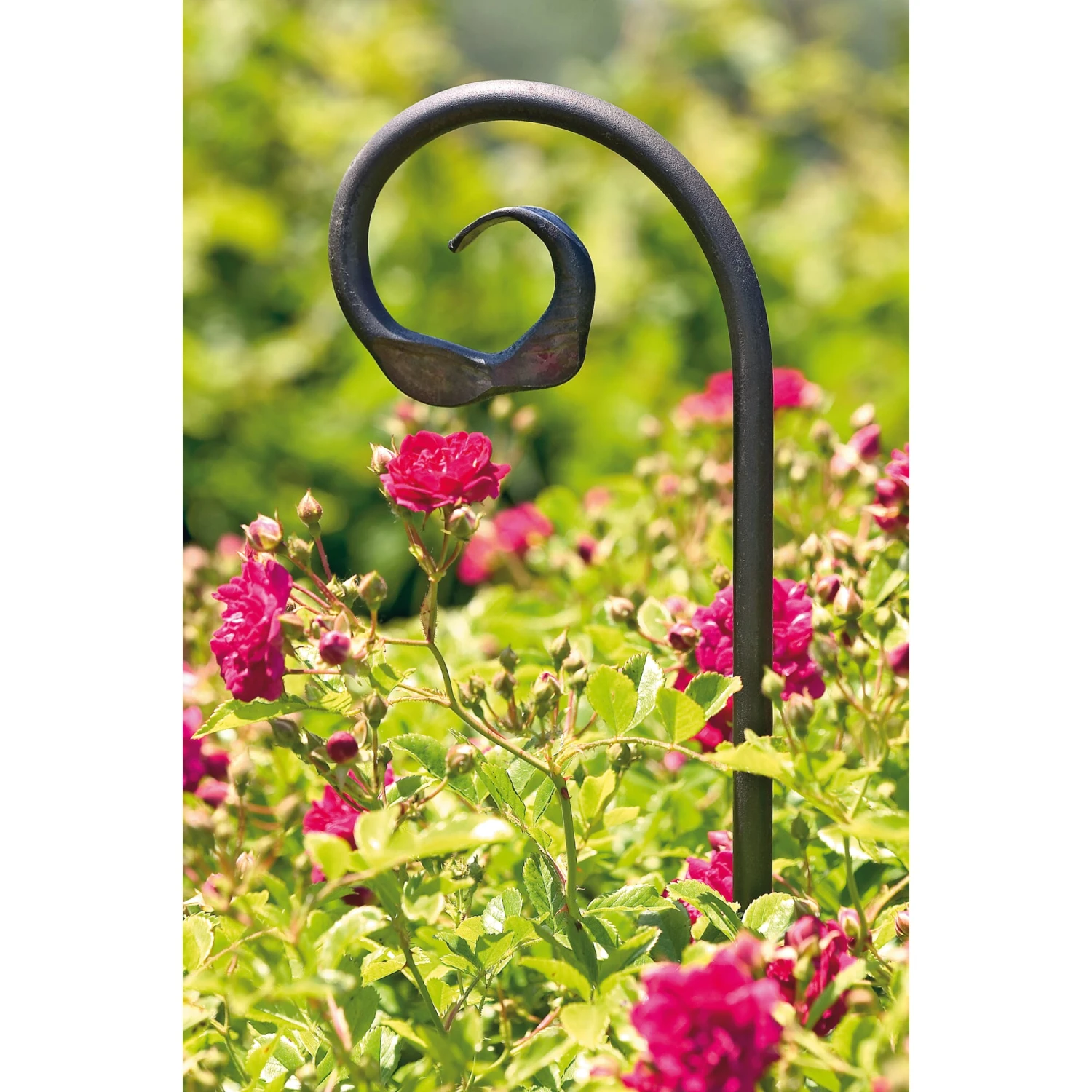 Pflanzstab Geschmiedet, Schnörkel 2 Pflanzstab Geschmiedet, Schnörkel – Bild 2