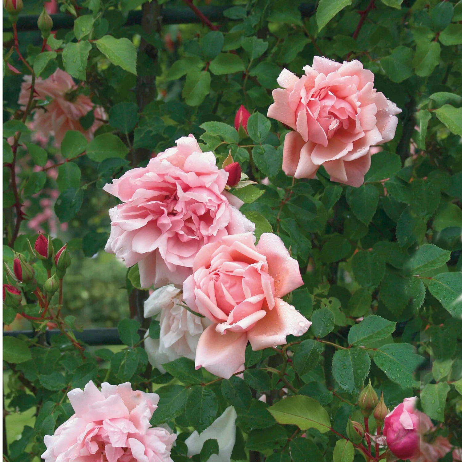 Ramblerrose 'Albertine' 1 Ramblerrose 'Albertine'