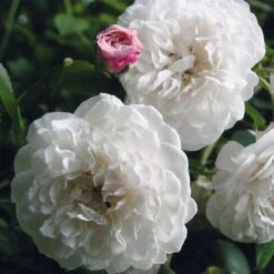 Ramblerrose Félicité Et Perpétue -Optimal Einrichtungs Geschäft ramblerrose felicite et perpetue 2
