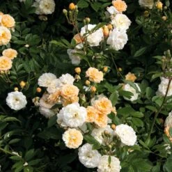Ramblerrose 'Ghislaine De Féligonde'