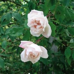 Ramblerrose 'Mme Alfred Carrière'