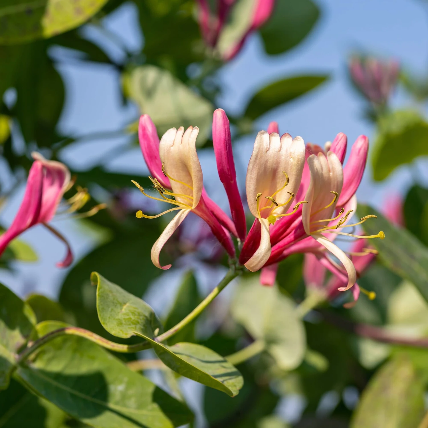 Rankpflanze 'Heckrotts Duft-Geißblatt' 2 Rankpflanze 'Heckrotts Duft-Geißblatt' – Bild 2
