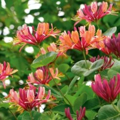 Rankpflanze 'Heckrotts Duft-Geißblatt'