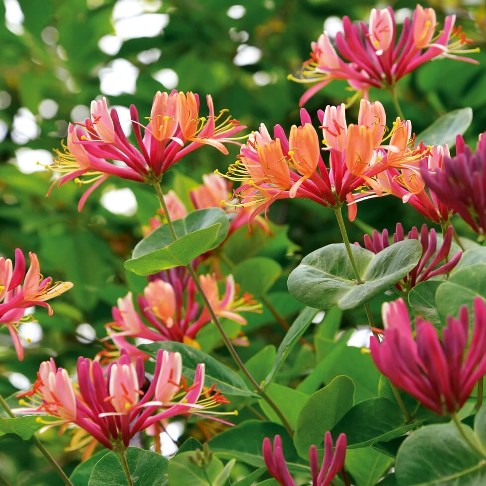 Rankpflanze 'Heckrotts Duft-Geißblatt' 1 Rankpflanze 'Heckrotts Duft-Geißblatt'