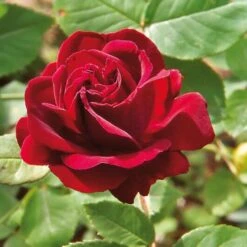 Remontantrose 'Souvenir Du Dr. Jamain'