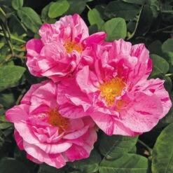 Rosenhecke Bauerngarten -Optimal Einrichtungs Geschäft rosenhecke bauerngarten 2