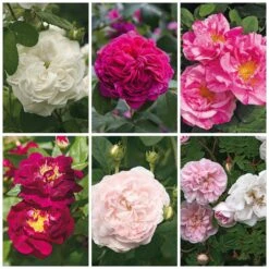 Rosenhecke Bauerngarten