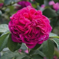 Rosenhecke Bauerngarten -Optimal Einrichtungs Geschäft rosenhecke bauerngarten 3