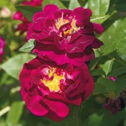 Rosenhecke Bauerngarten -Optimal Einrichtungs Geschäft rosenhecke bauerngarten 4