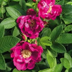 Rosenhecke Friesenwall -Optimal Einrichtungs Geschäft rosenhecke friesenwall 2