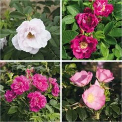 Rosenhecke Friesenwall