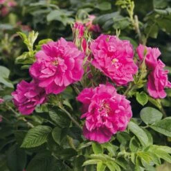 Rosenhecke Friesenwall -Optimal Einrichtungs Geschäft rosenhecke friesenwall 3