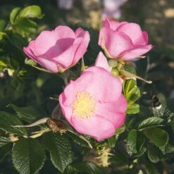 Rosenhecke Friesenwall -Optimal Einrichtungs Geschäft rosenhecke friesenwall 4