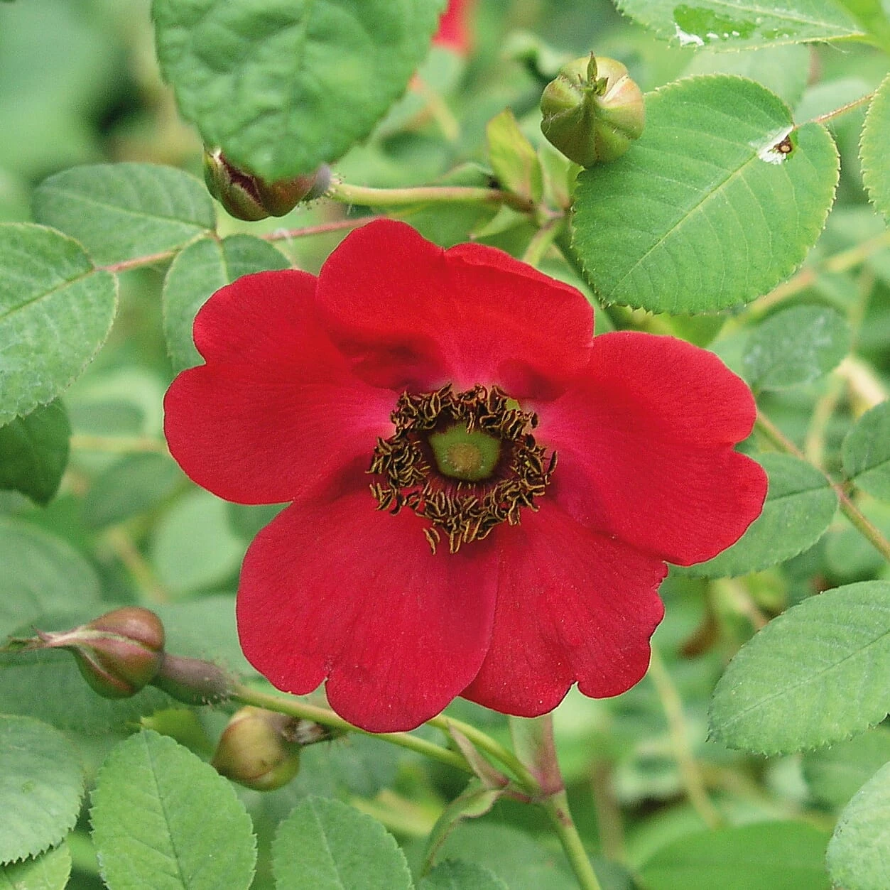 Rosenpaket Hagebuttenrosen 2 Rosenpaket Hagebuttenrosen – Bild 2