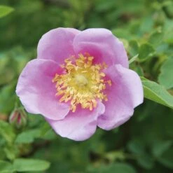 Rosenpaket Hagebuttenrosen 7 Rosenpaket Hagebuttenrosen -Optimal Einrichtungs Geschäft rosenpaket hagebuttenrosen 2