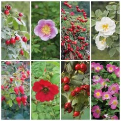 Rosenpaket Hagebuttenrosen