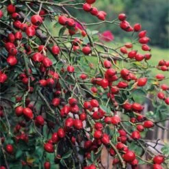 Rosenpaket Hagebuttenrosen 8 Rosenpaket Hagebuttenrosen -Optimal Einrichtungs Geschäft rosenpaket hagebuttenrosen 3