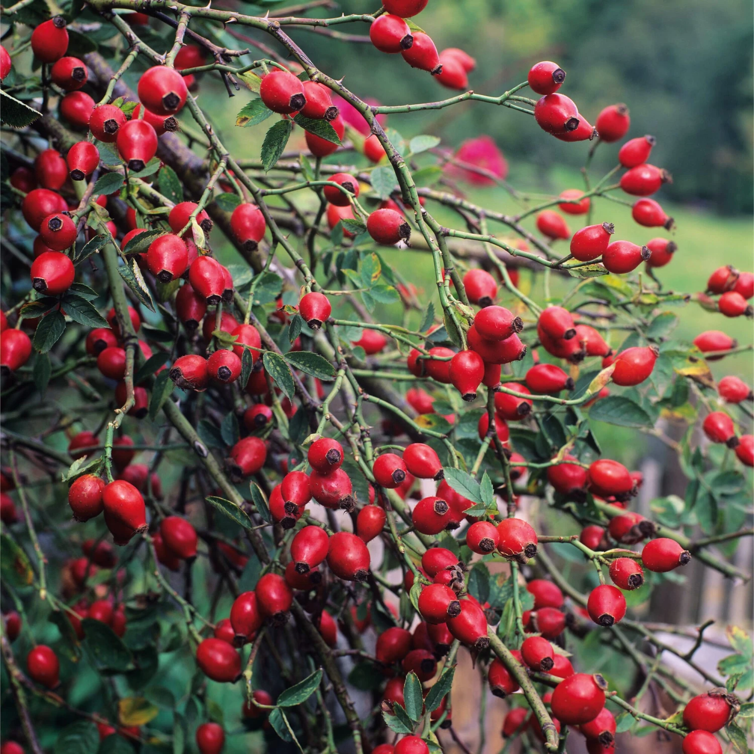 Rosenpaket Hagebuttenrosen 4 Rosenpaket Hagebuttenrosen – Bild 4