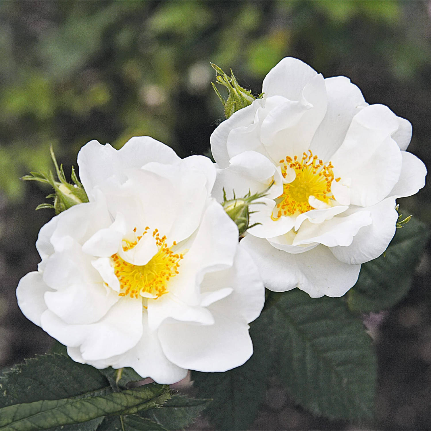 Rosenpaket Hagebuttenrosen 5 Rosenpaket Hagebuttenrosen – Bild 5