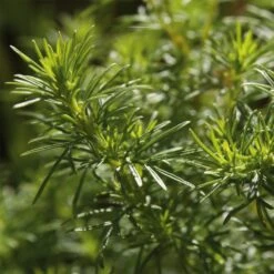 Saatgut 'Gemüse Und Blumen Für Kinder' -Optimal Einrichtungs Geschäft saatgut gemuese blumen kinder 2