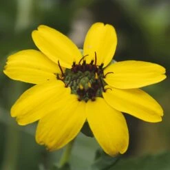 Saatgut 'Gemüse Und Blumen Für Kinder'