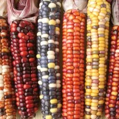 Saatgut 'Gemüse Und Blumen Für Kinder' -Optimal Einrichtungs Geschäft saatgut gemuese blumen kinder 4