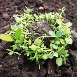 Set Samenkugeln Zum Selbermachen 6 Set Samenkugeln Zum Selbermachen -Optimal Einrichtungs Geschäft set samenkugeln selbermachen 2