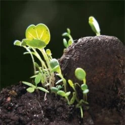 Set Samenkugeln Zum Selbermachen 7 Set Samenkugeln Zum Selbermachen -Optimal Einrichtungs Geschäft set samenkugeln selbermachen 3