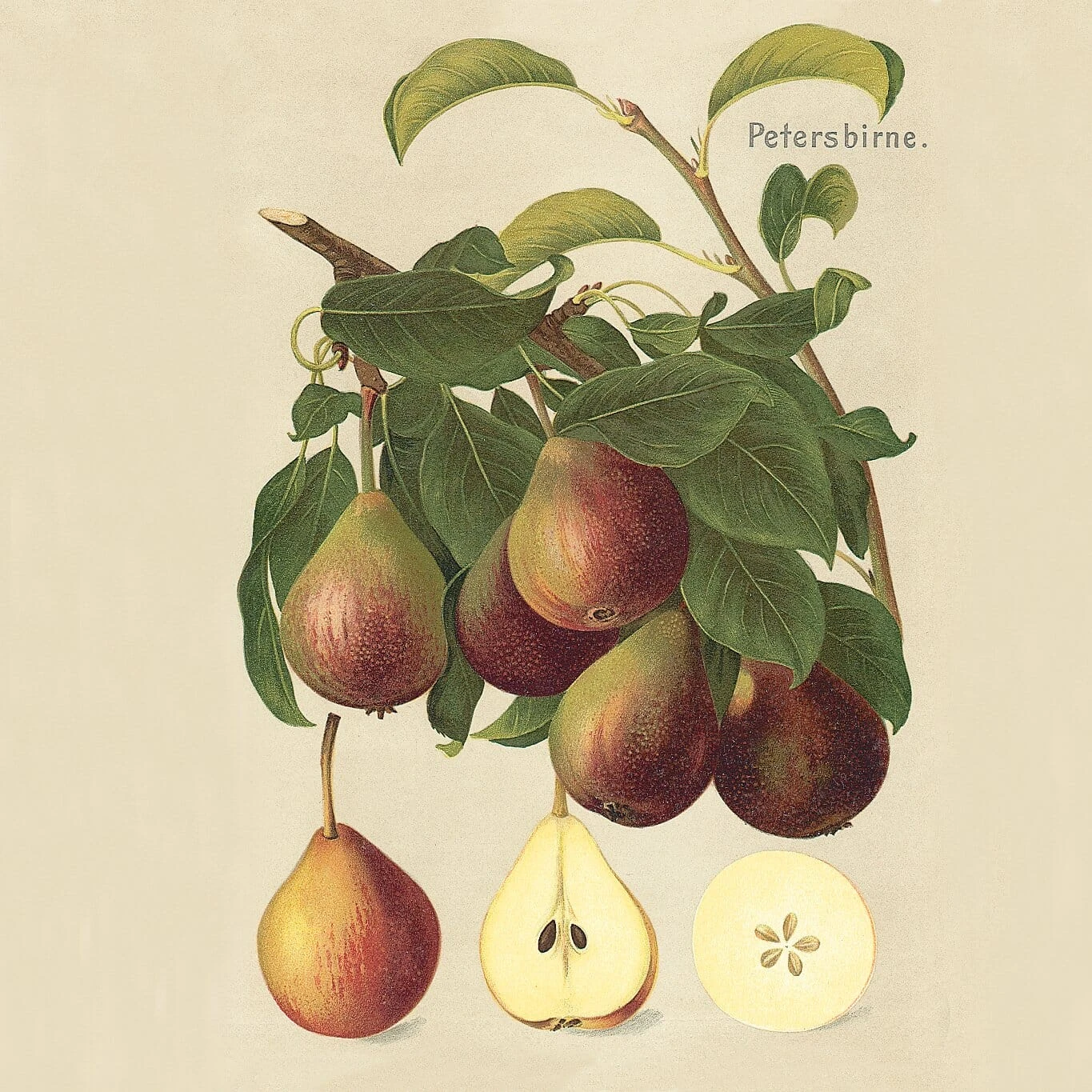 Sommerbirne 'Petersbirne', Halbstamm 2 Sommerbirne 'Petersbirne', Halbstamm – Bild 2