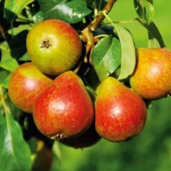 Sommerbirne 'Petersbirne', Halbstamm