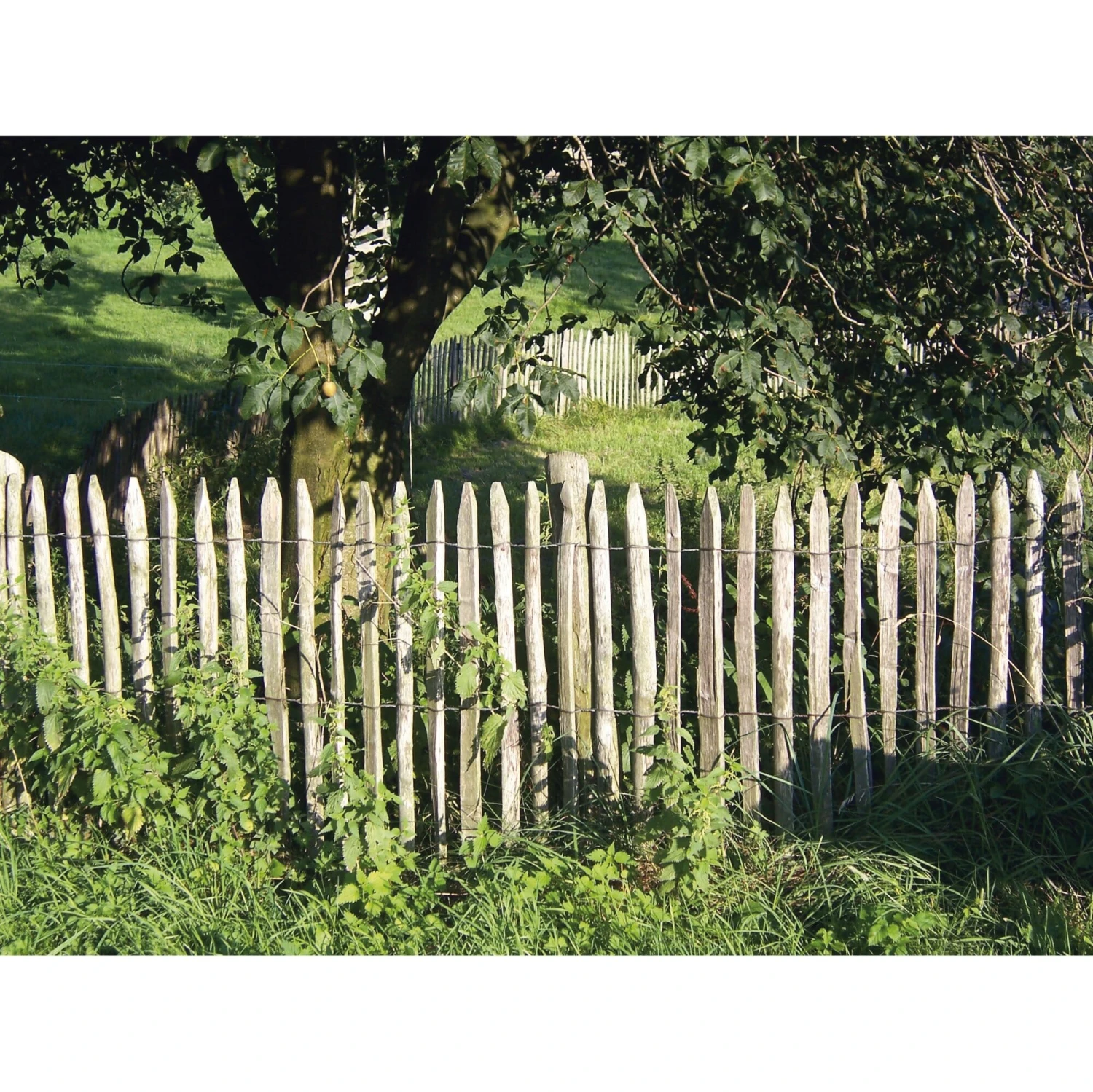 Staketenzaun Kastanienholz 3 Staketenzaun Kastanienholz – Bild 3