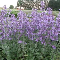 Stauden Für Bienen, Wildbienen Und Hummeln (8 Stauden) -Optimal Einrichtungs Geschäft stauden bienen wildbienen hummeln 8 stauden 2