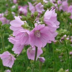 Stauden Für Bienen, Wildbienen Und Hummeln (8 Stauden)