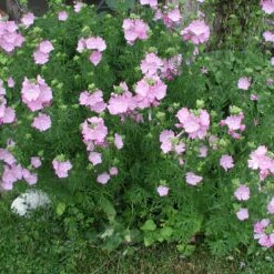 Stauden Für Bienen, Wildbienen Und Hummeln (8 Stauden) -Optimal Einrichtungs Geschäft stauden bienen wildbienen hummeln 8 stauden 3