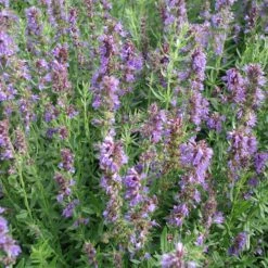 Stauden Für Bienen, Wildbienen Und Hummeln (8 Stauden) -Optimal Einrichtungs Geschäft stauden bienen wildbienen hummeln 8 stauden 4