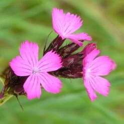 Stauden Für Schmetterlinge