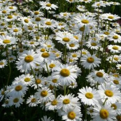Stauden Für Schmetterlinge -Optimal Einrichtungs Geschäft stauden schmetterlinge 3