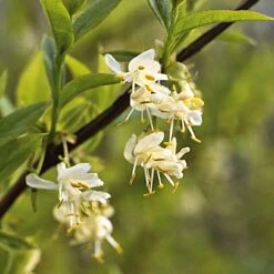 Strauchpaket Winterdufter 7 Strauchpaket Winterdufter -Optimal Einrichtungs Geschäft strauchpaket winterdufter 2